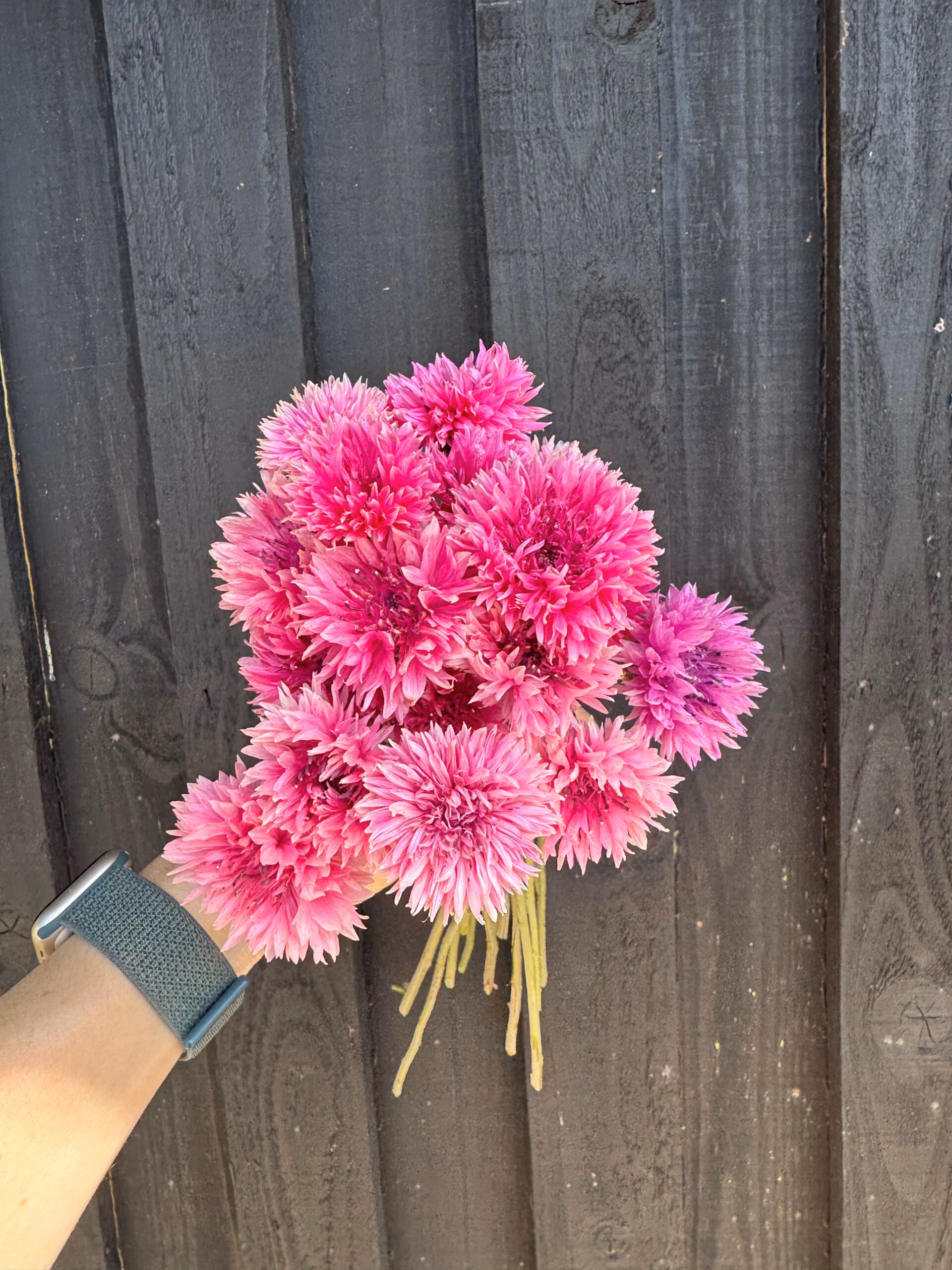 Cornflower Pinkie - Image 3