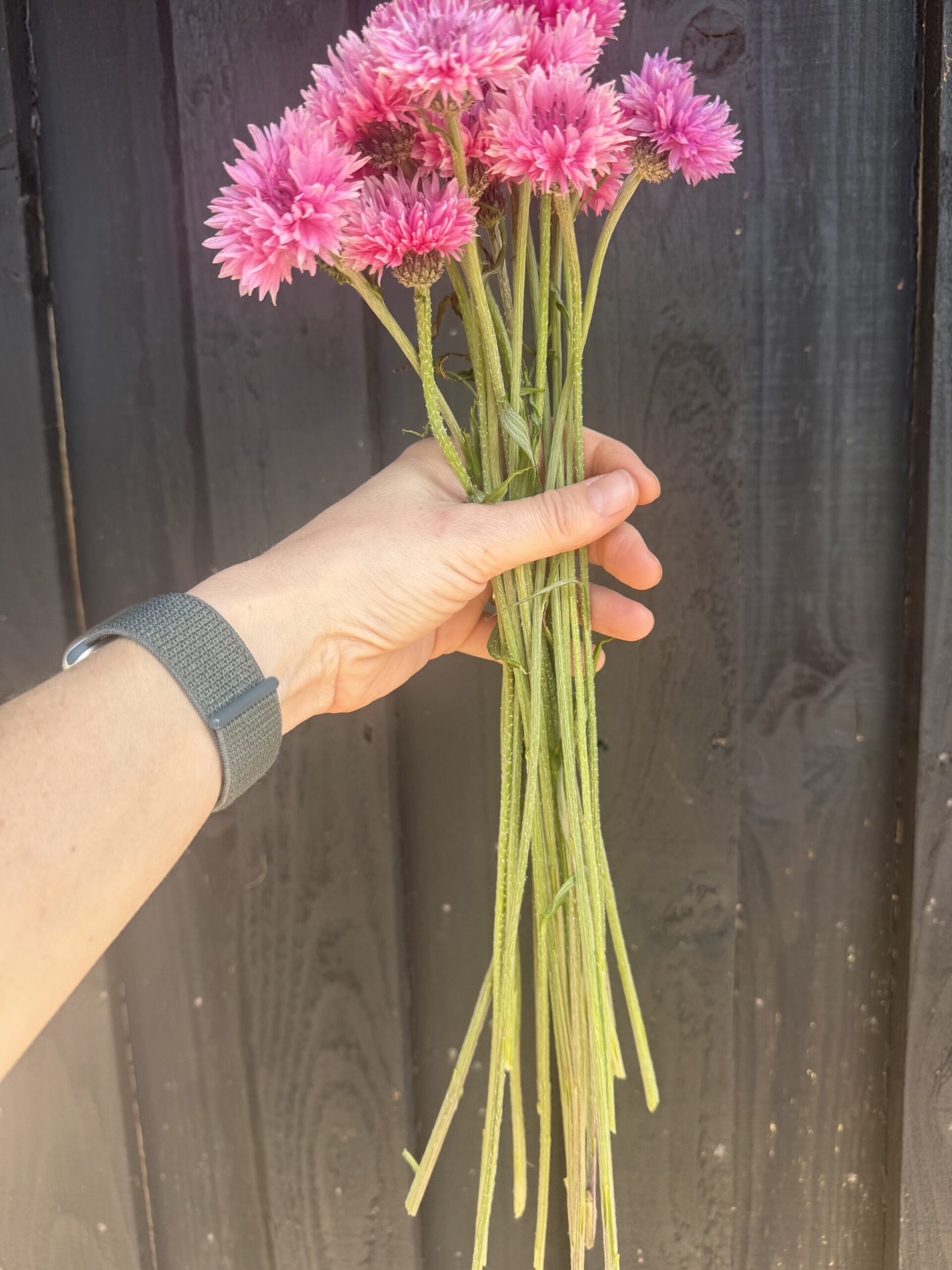 Cornflower Pinkie - Image 2