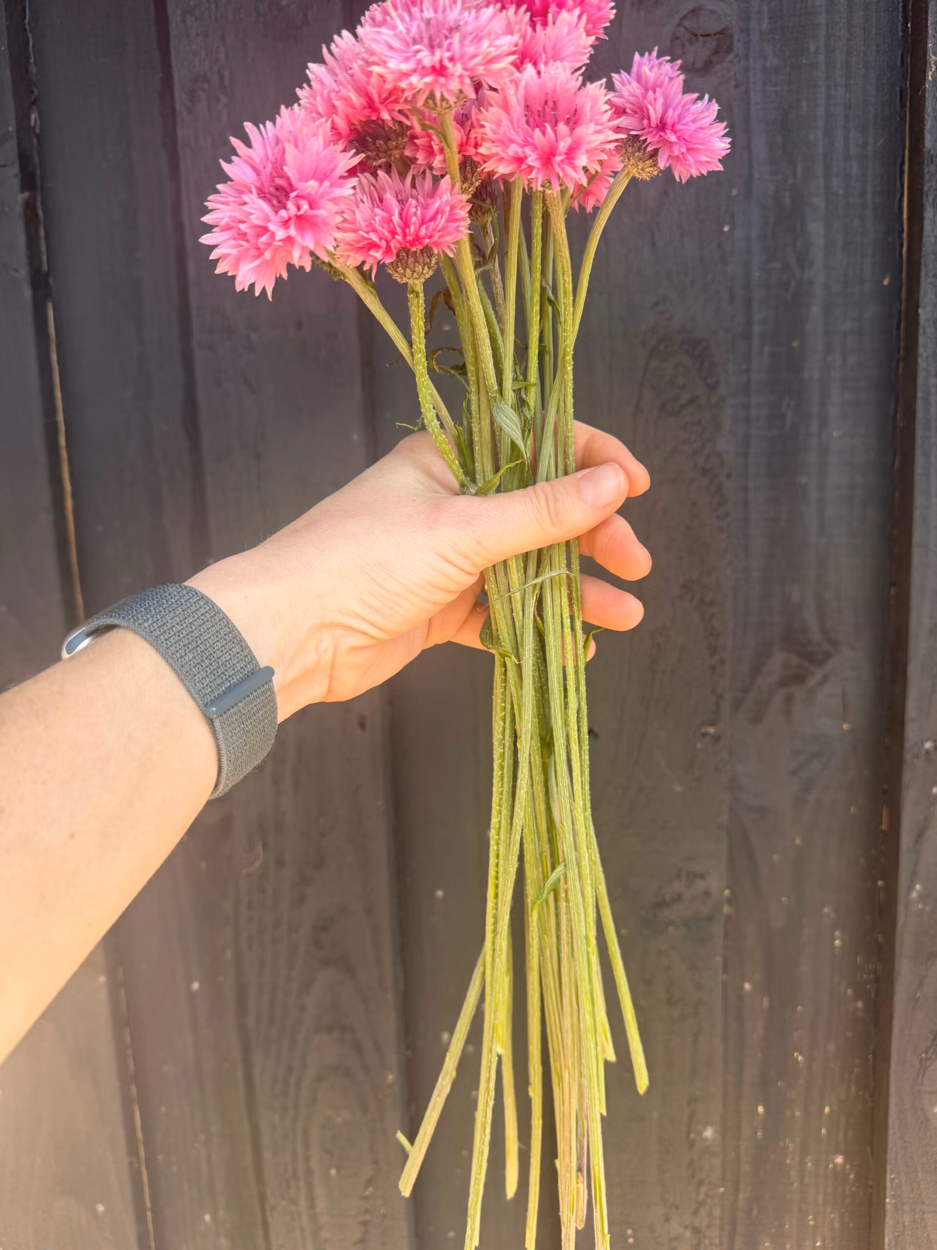Cornflower Pinkie - Image 2