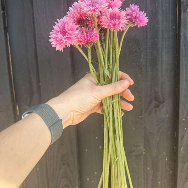 Cornflower Pinkie