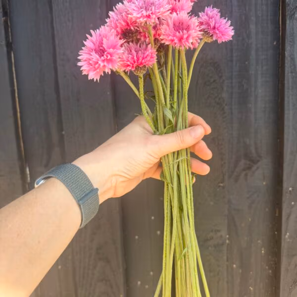 Cornflower Pinkie