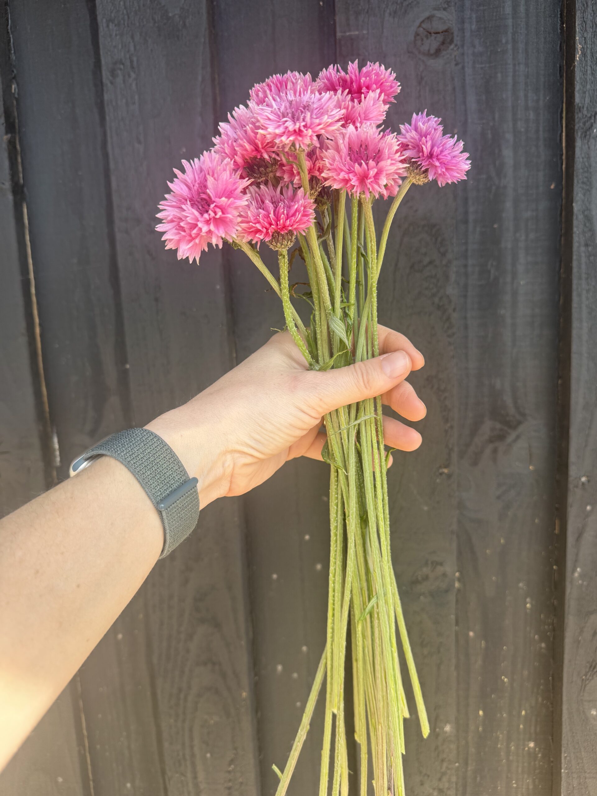 Cornflower Pinkie