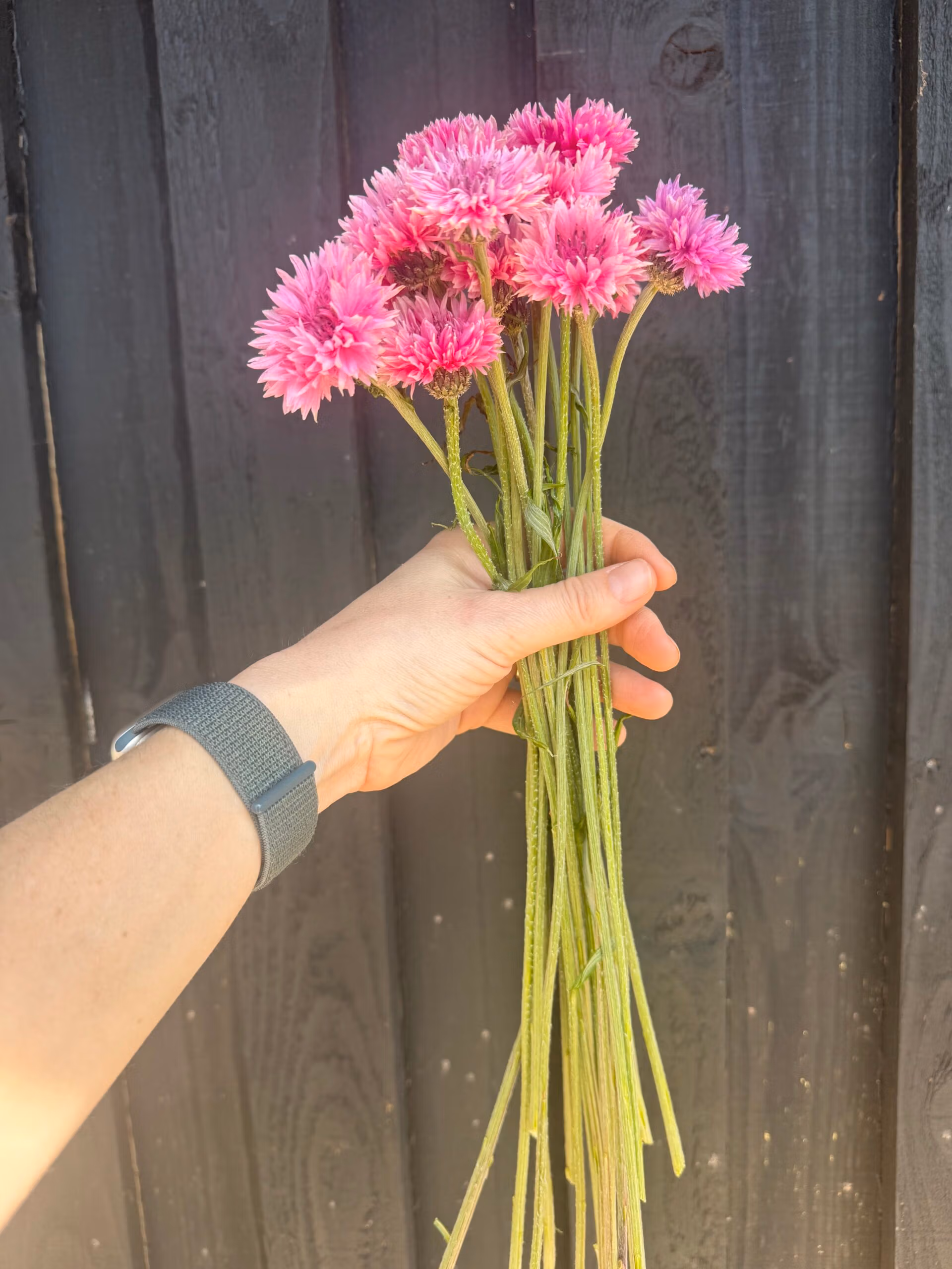 Cornflower Pinkie