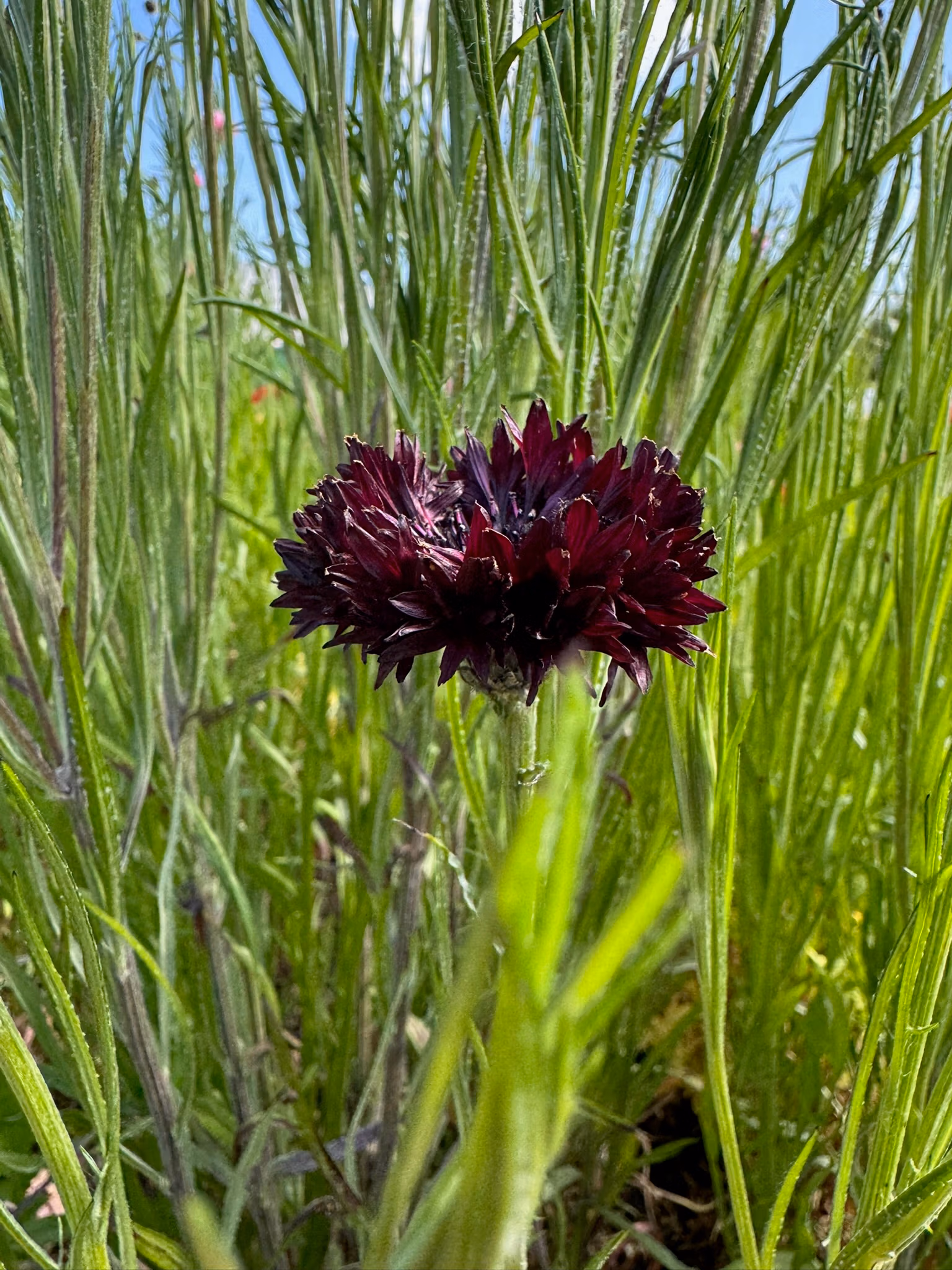 Cornflower Black Ball - Image 2