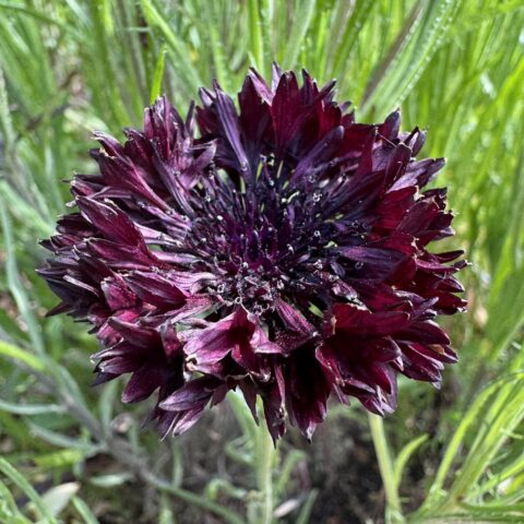 Cornflower Black Ball