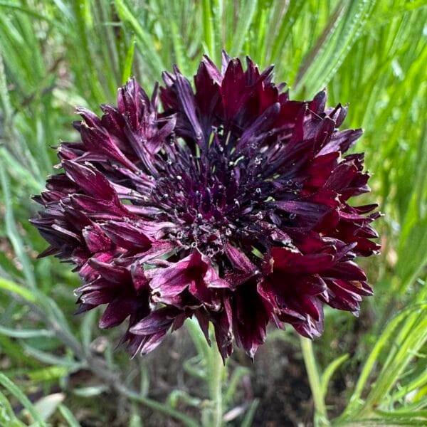 Cornflower Black Ball