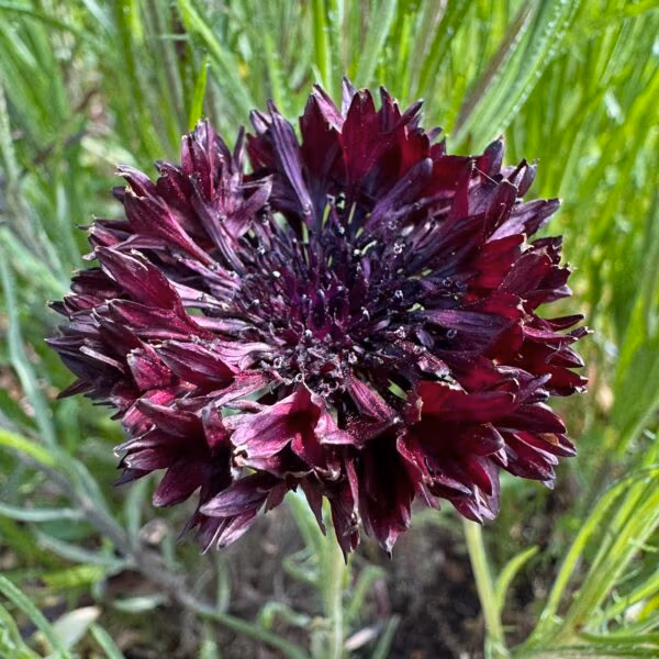 Cornflower Black Ball