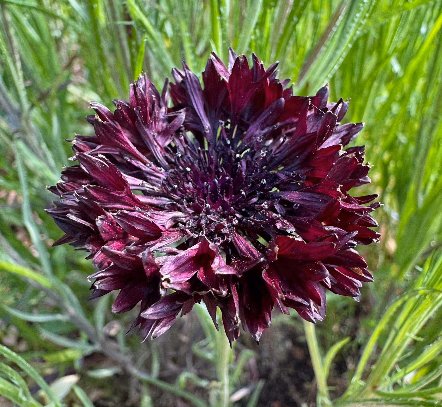 Cornflower Black Ball