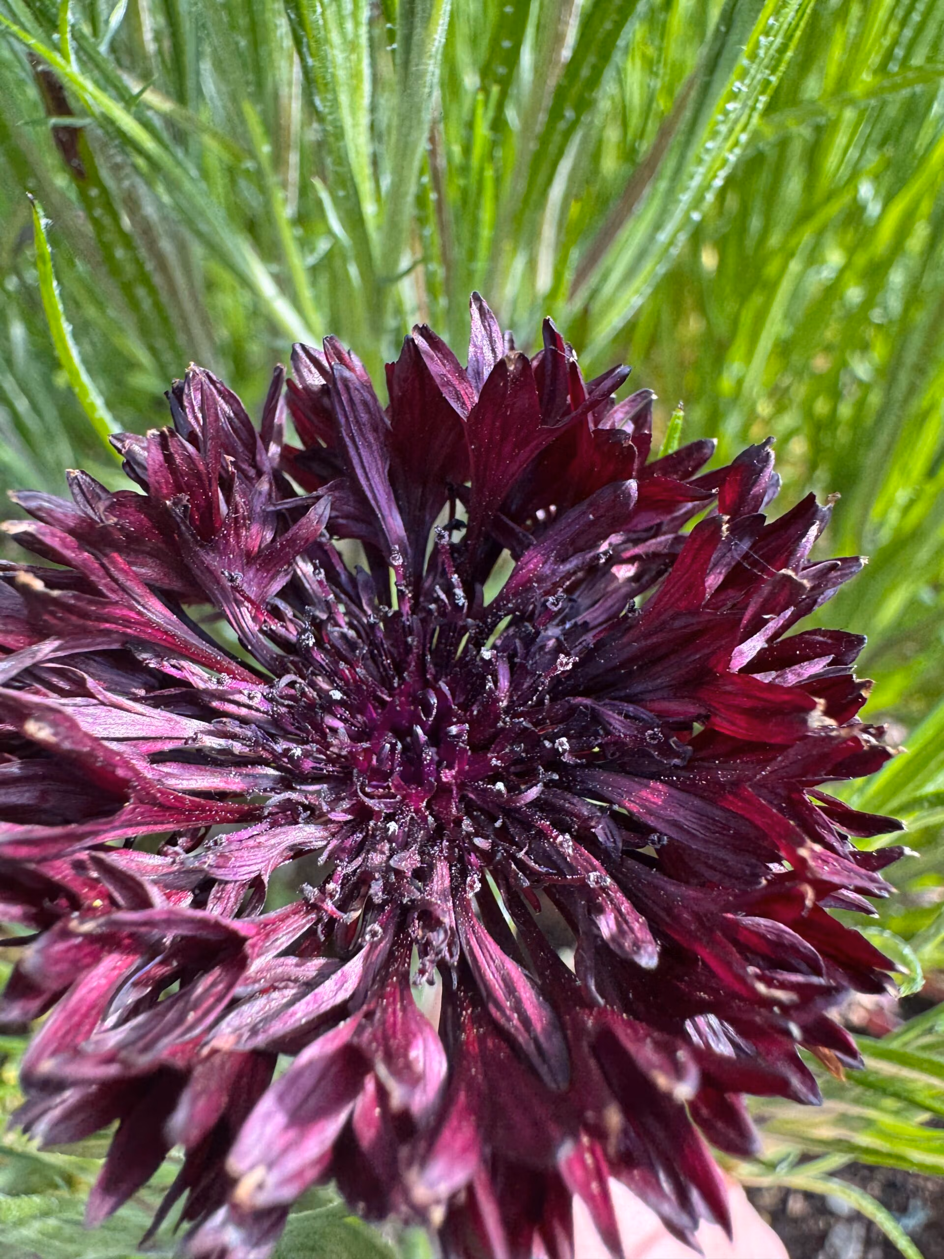 Cornflower Black Ball - Image 3