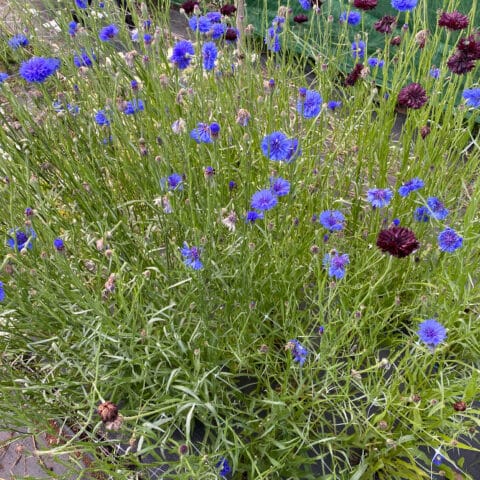Cornflower Black Ball Bloom