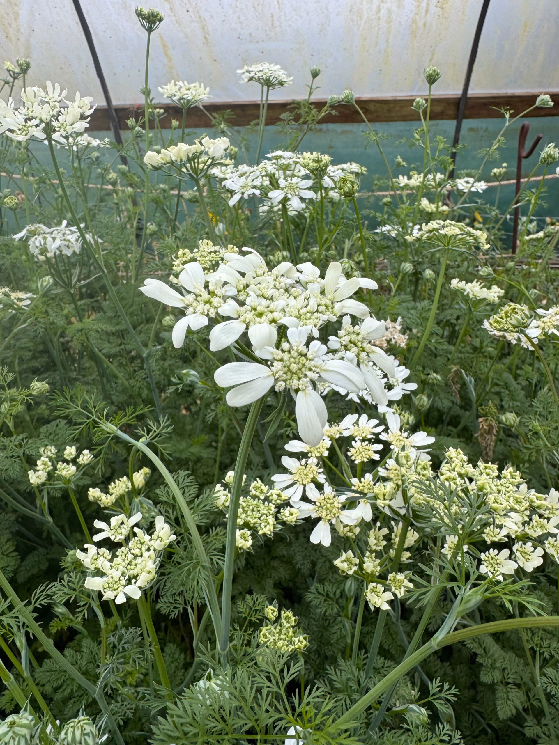 Orlaya Grandiflora Amelia's - Image 5