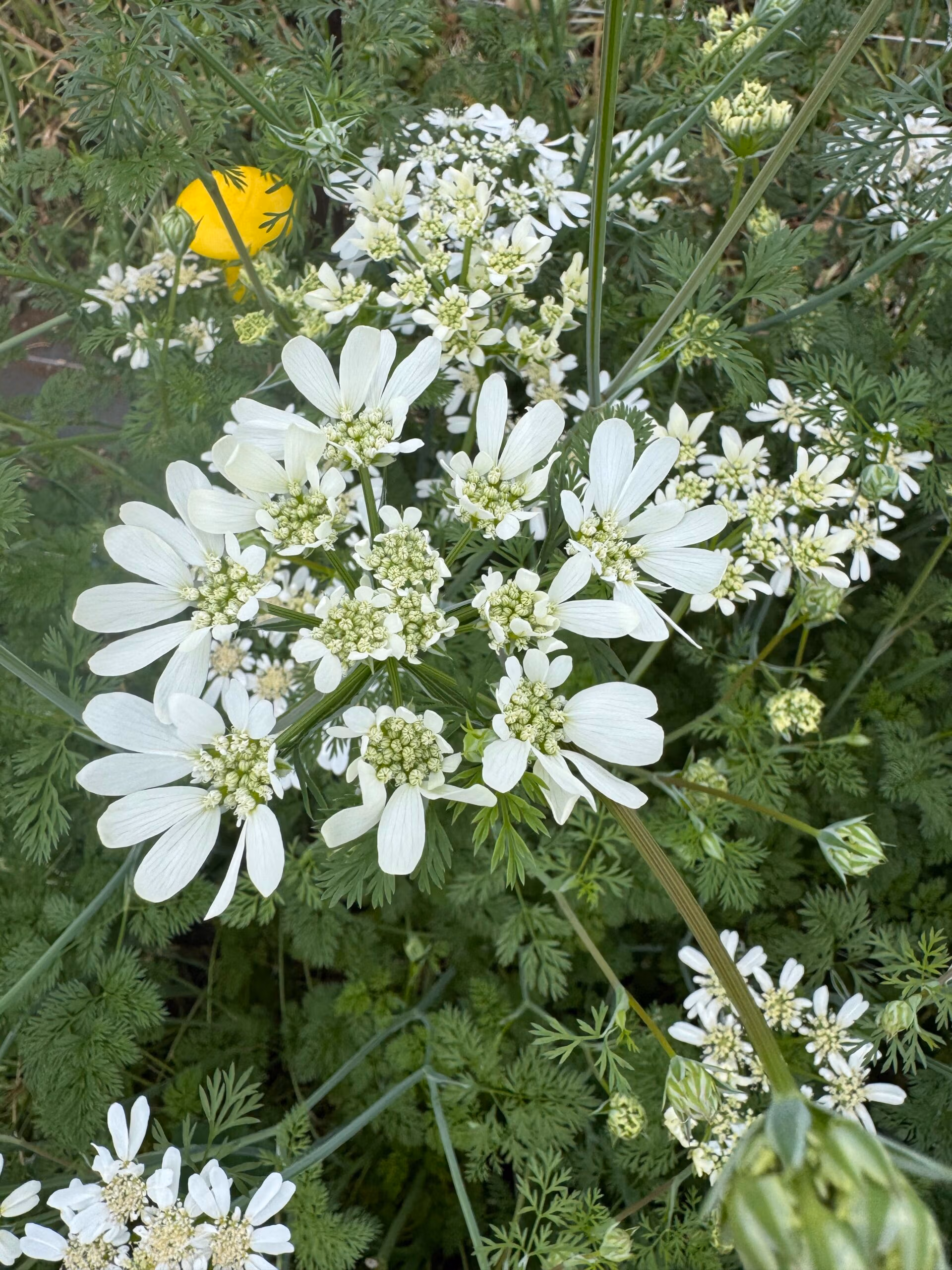Orlaya Flower