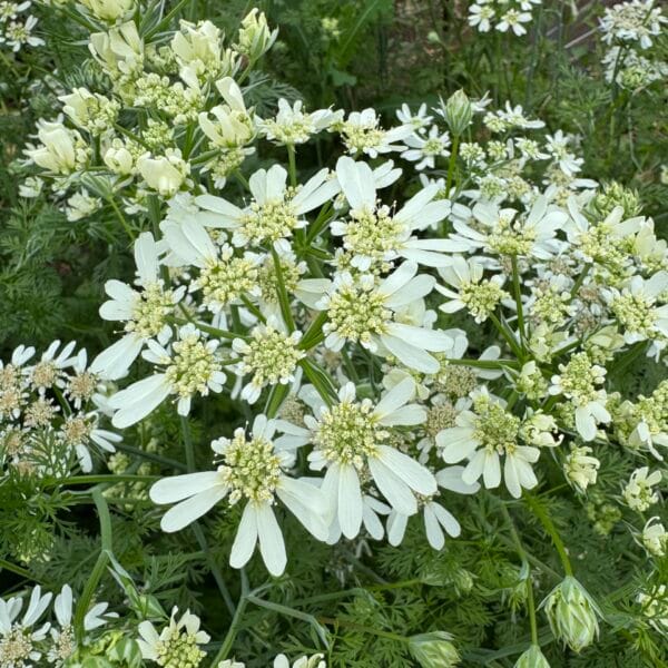 Orlaya Flower
