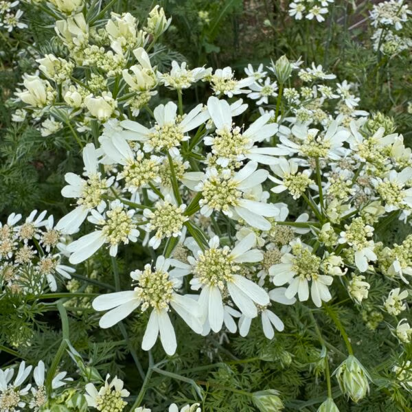 Orlaya Flower