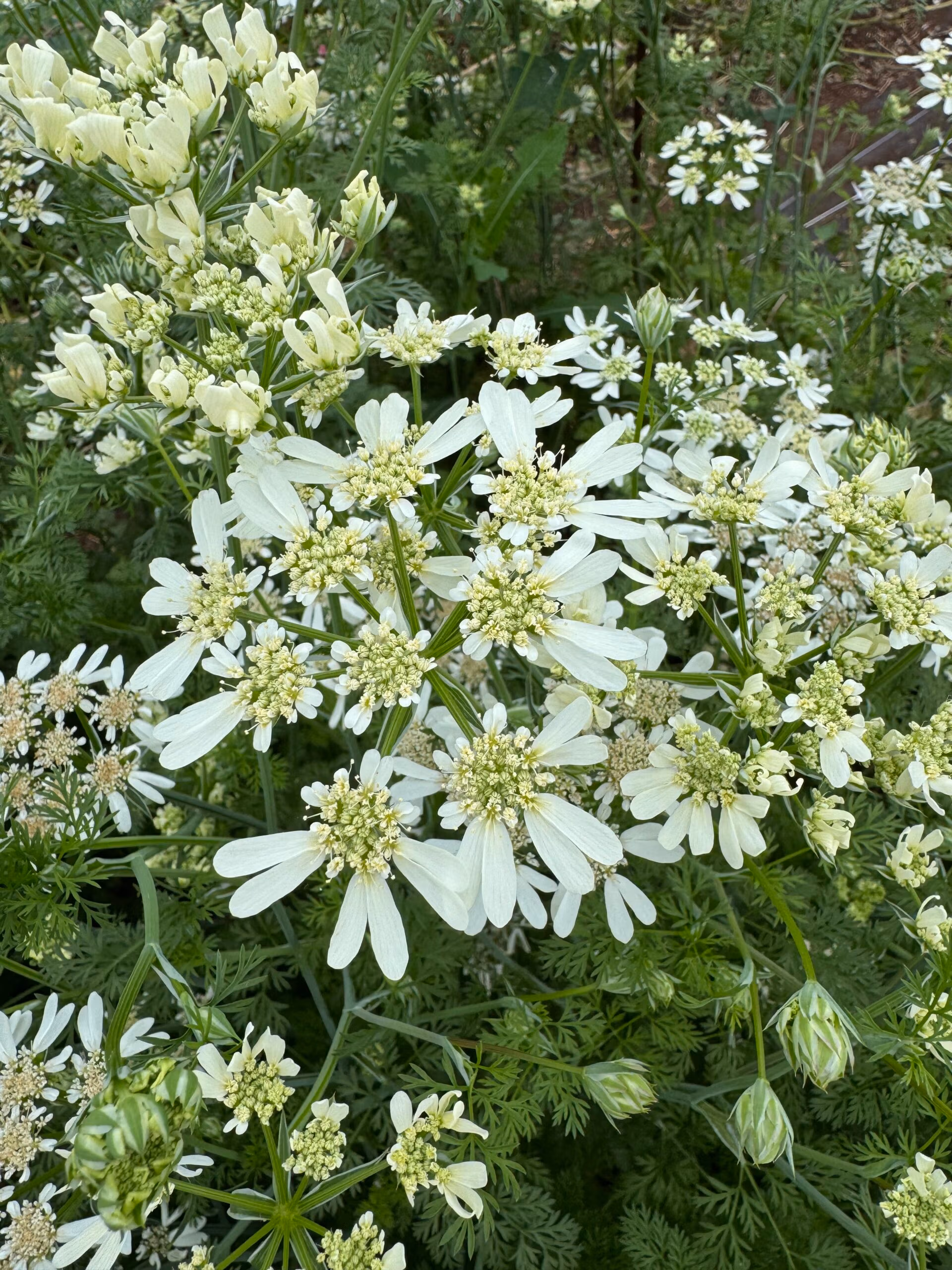 Orlaya Flower