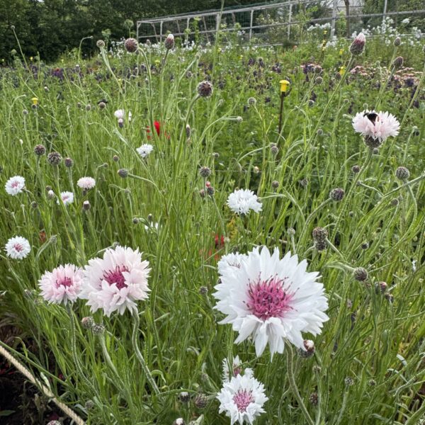 Cornflower Romantic Mix