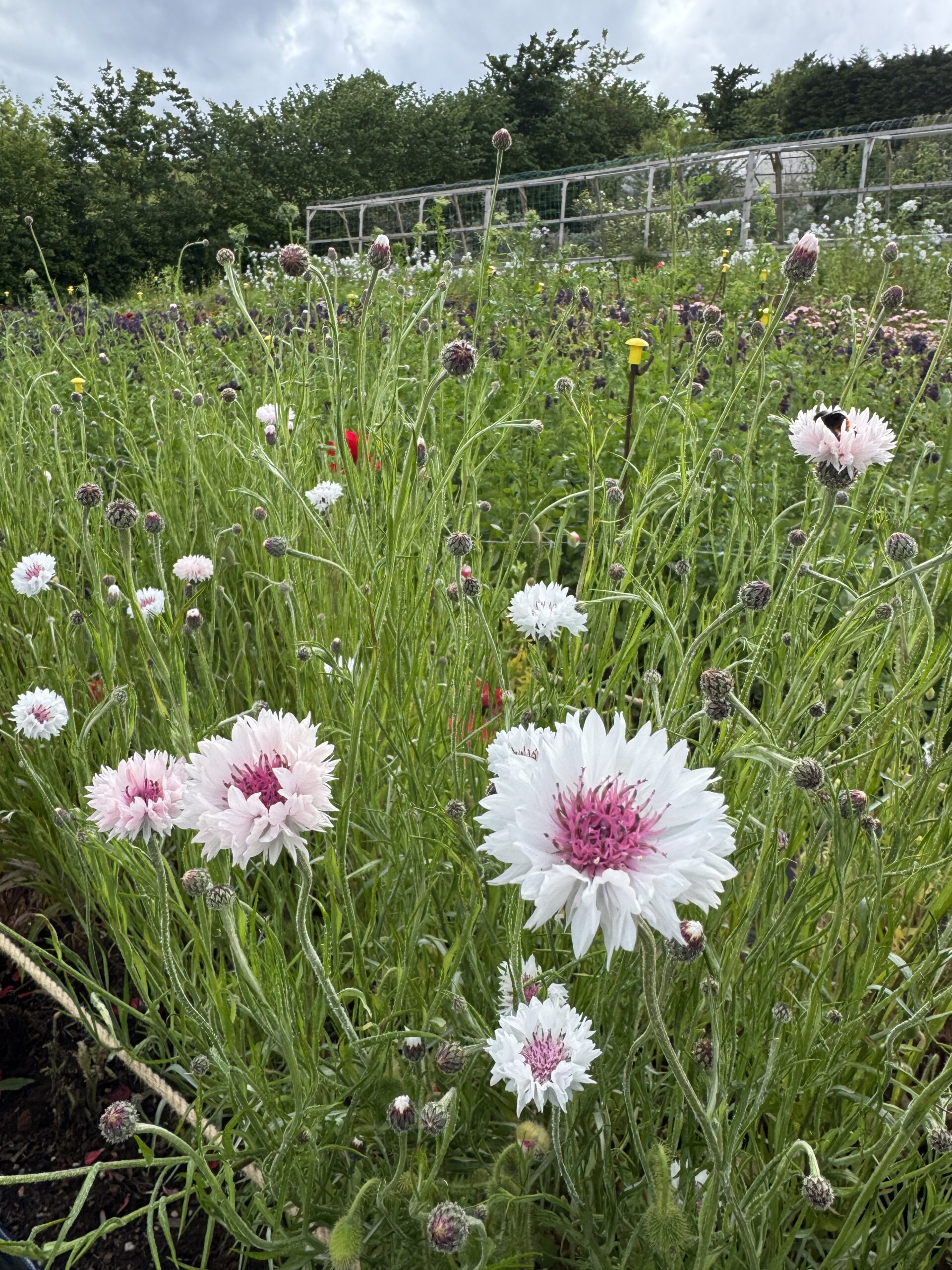 Cornflower Romantic Mix