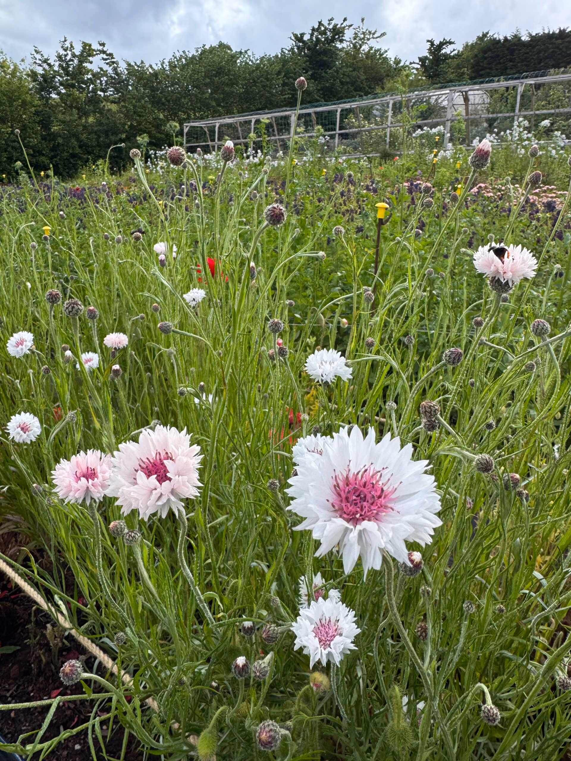 Cornflower Romantic Mix