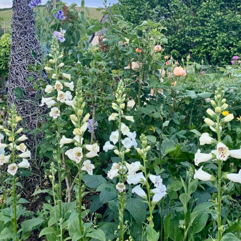 foxgloves Camelot Cream jumbo plug plant in bloom