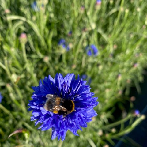 Cornflower blue Bloom