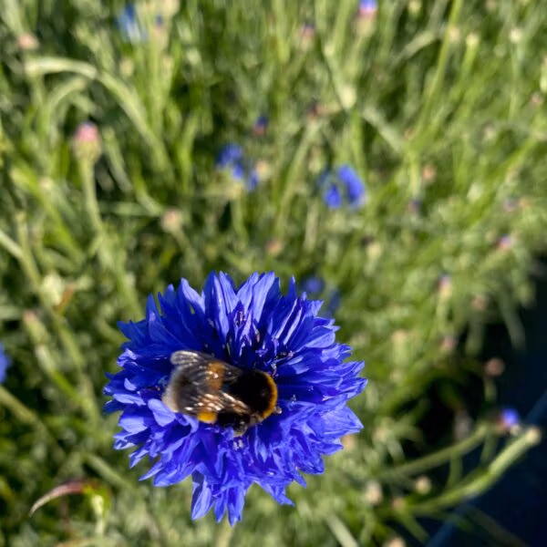 Cornflower blue Bloom