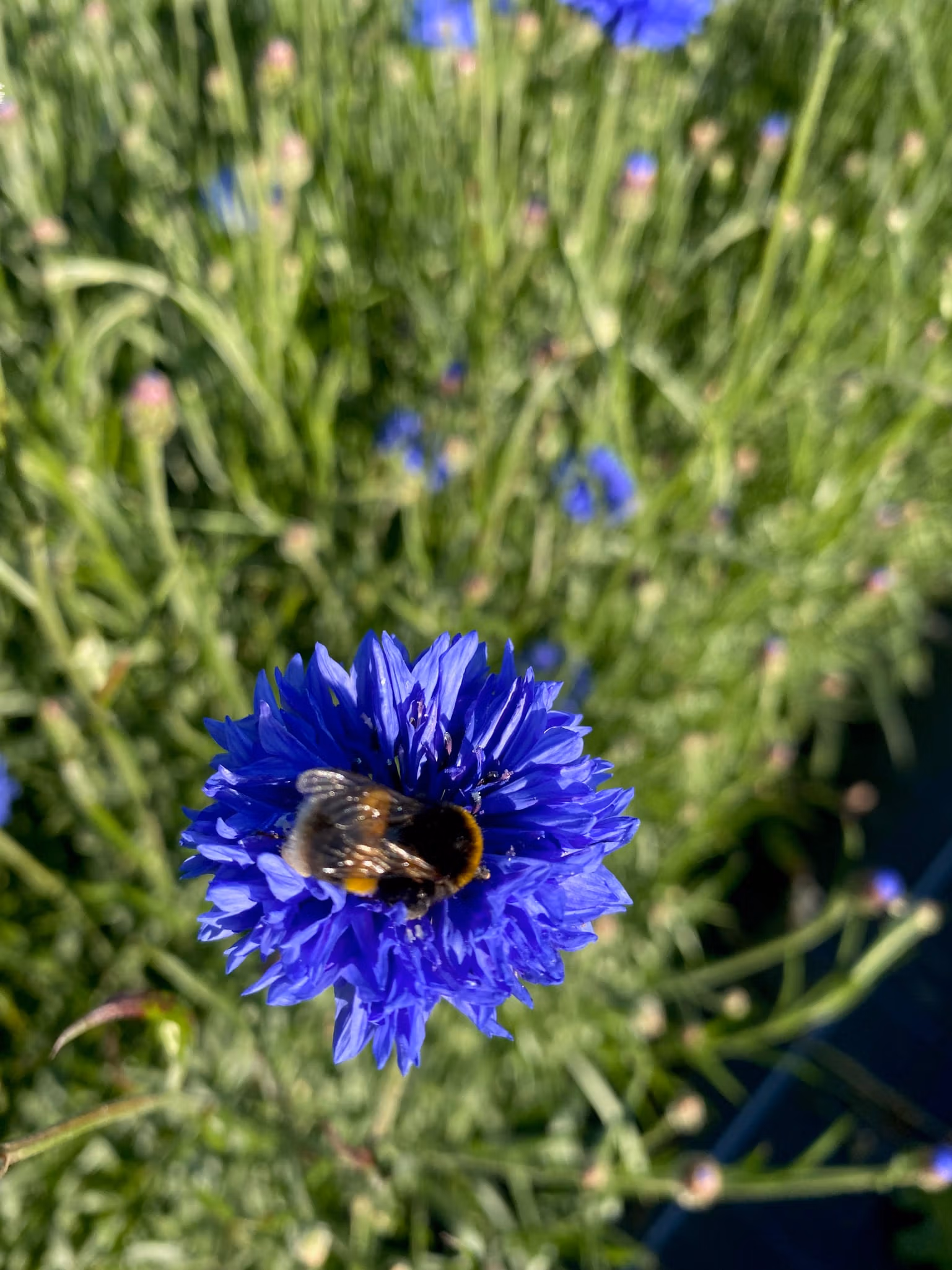 Cornflower blue Bloom