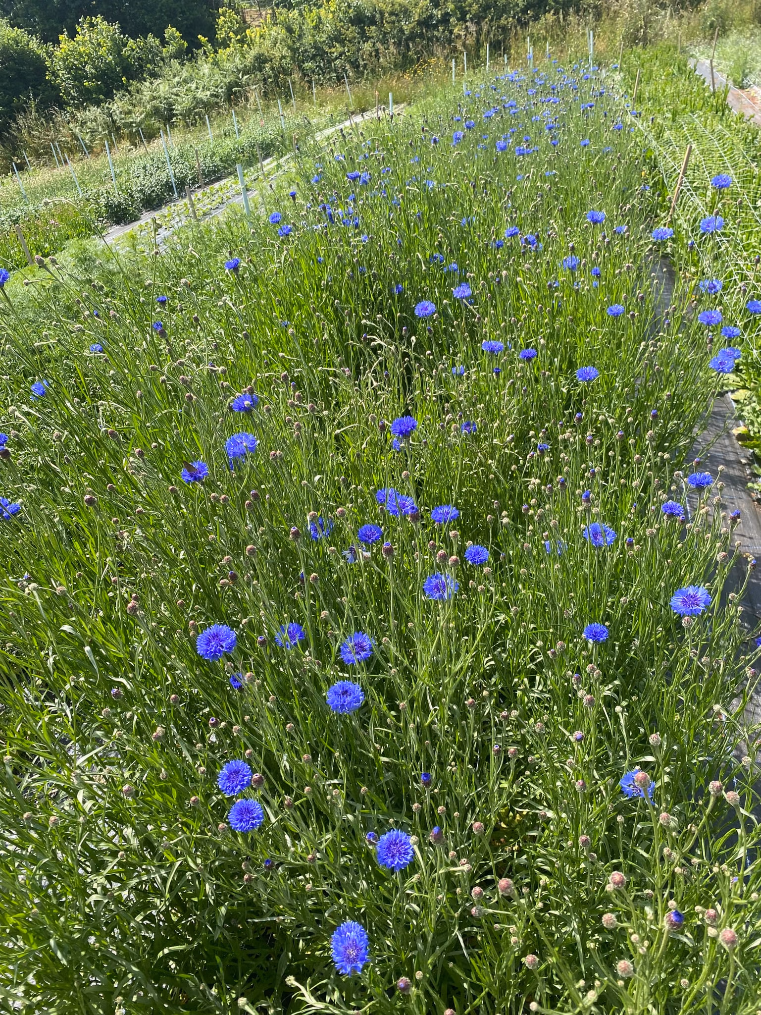Cornflower Blue - Image 3
