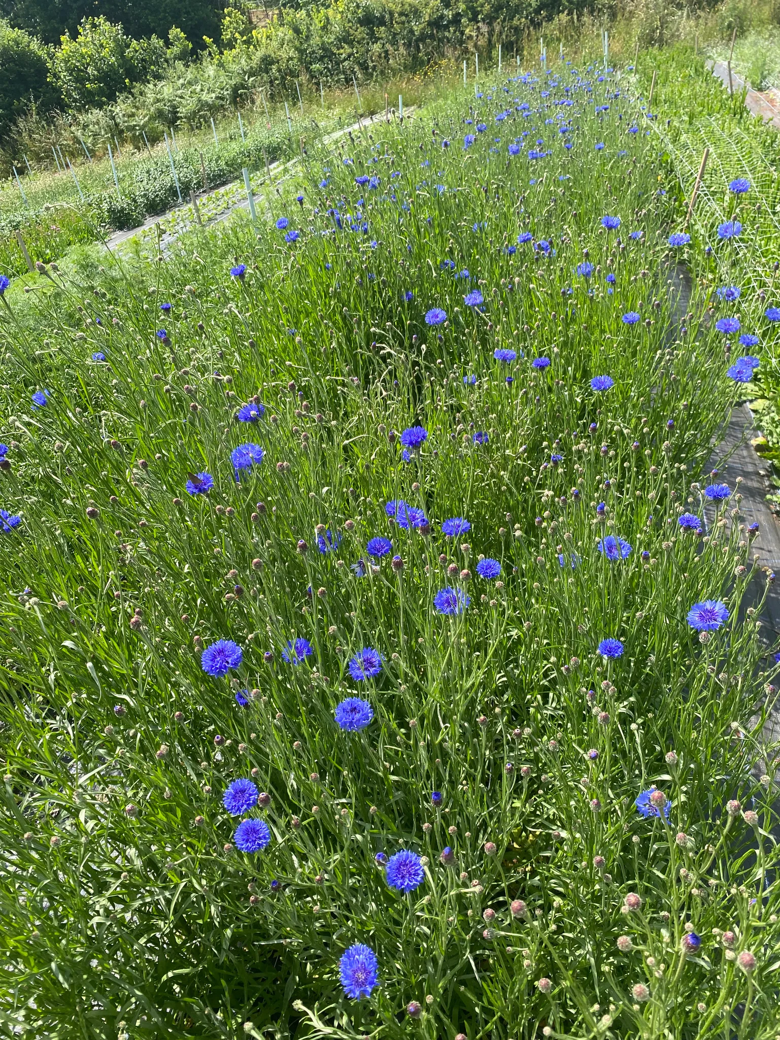 Cornflower Blue - Image 3