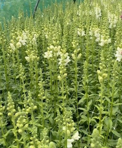 Snapdragon Early Potomac White Bloom
