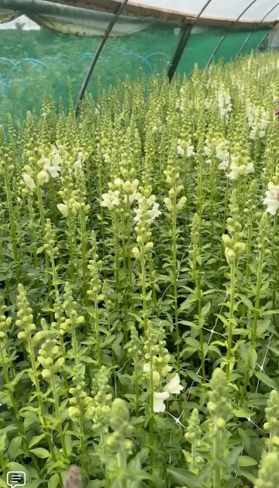 Snapdragon Early Potomac White Bloom