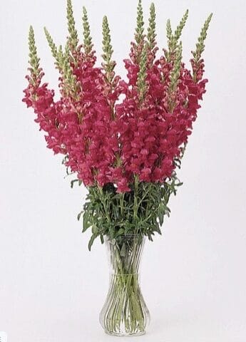 Snapdragon Potomac Cherry Rose Bloom