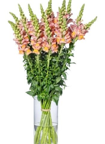 Snapdragon Toulon Apricot Bloom