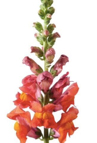 Snapdragon Potomac Dark Orange
