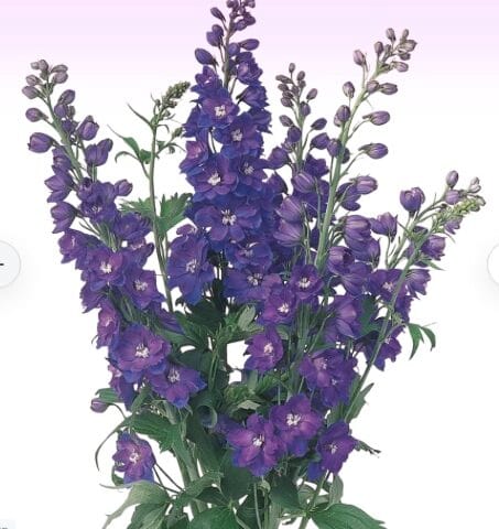 Delphinium Elatum Guardian Blue