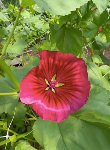 Malope Vulcan image