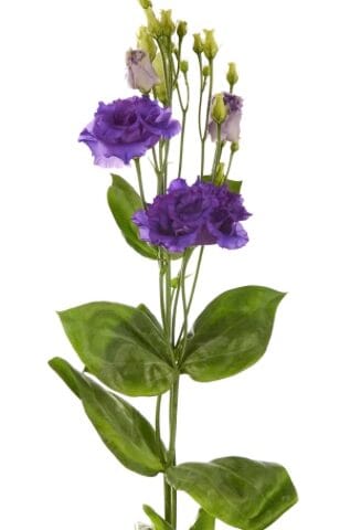 Lisianthus Alissa Double Blue Flower