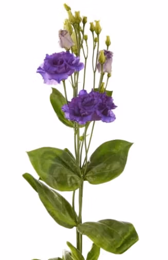 Lisianthus Alissa Double Blue Flower