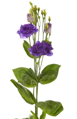 Lisianthus Alissa Double Blue Flower