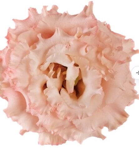 Lisianthus Alissa Double Apricot