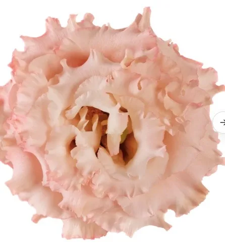 Lisianthus Alissa Double Apricot