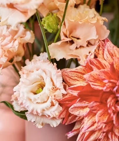 Lisianthus Alissa Double Apricot - Image 2