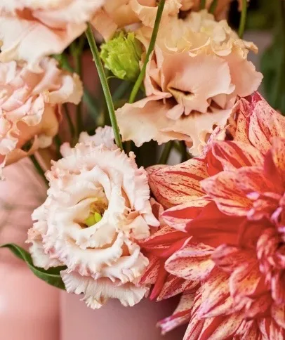 Lisianthus Alissa Double Apricot - Image 2