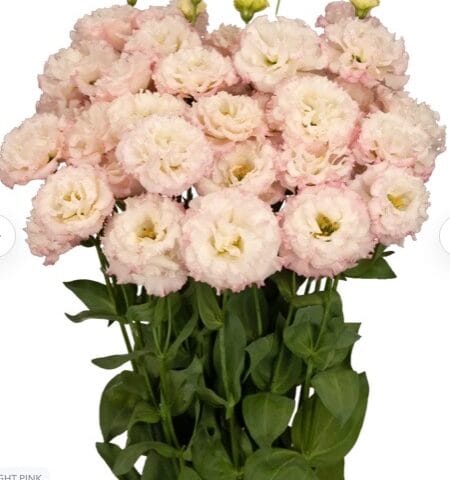 Lisianthus Celeb Light Pink Flower