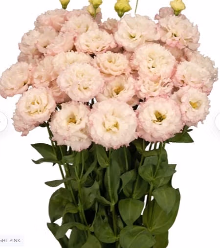 Lisianthus Mini Plugs COMING SOON FOR 2027