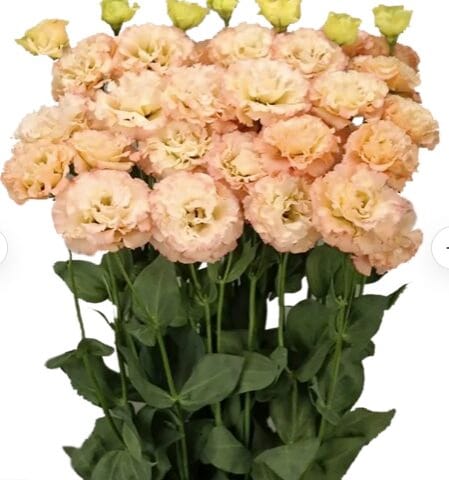 Lisianthus Celeb Apricot