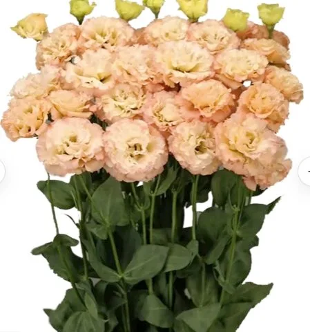 Lisianthus Celeb Apricot