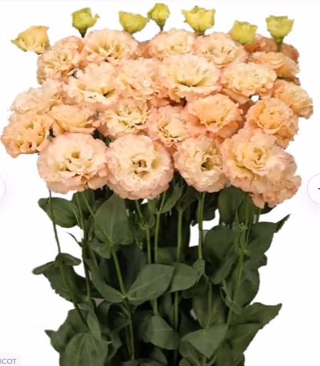 Lisianthus Celeb Apricot