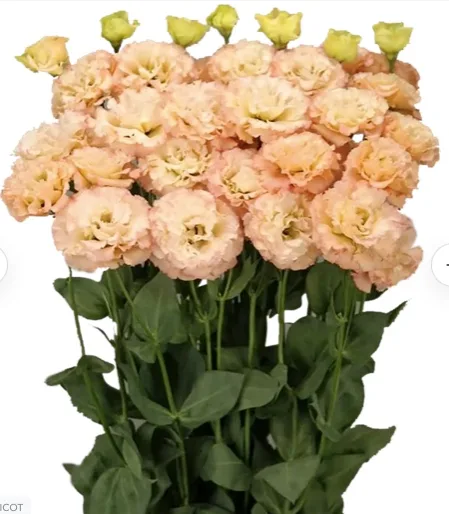 Lisianthus Celeb Apricot