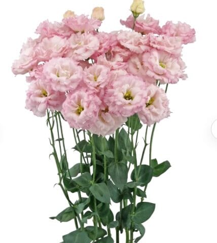 Lisianthus Celeb Sakura Pink