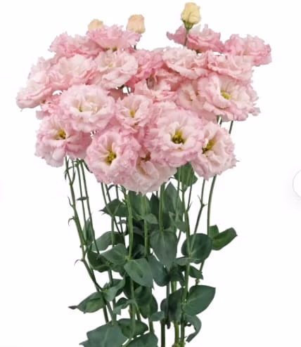 Lisianthus Celeb Sakura Pink